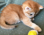 Кошки в Москве: Золотая шиншилла девочка Солнышко Девочка, 30 000 руб. - фото 1