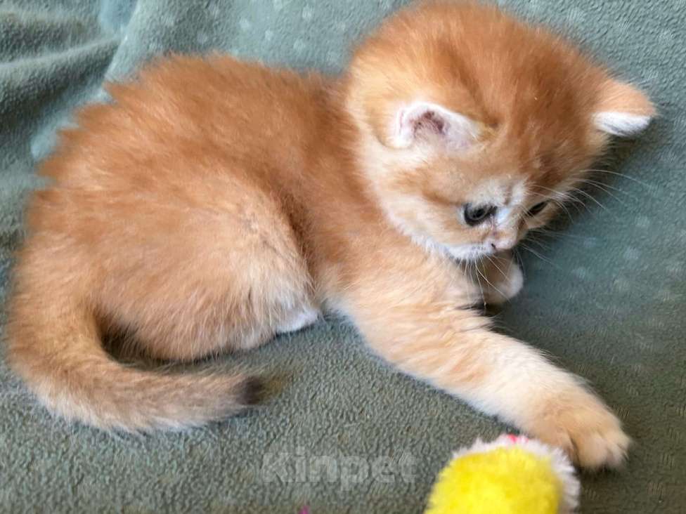 Кошки в Москве: Золотая шиншилла девочка Солнышко Девочка, 30 000 руб. - фото 1