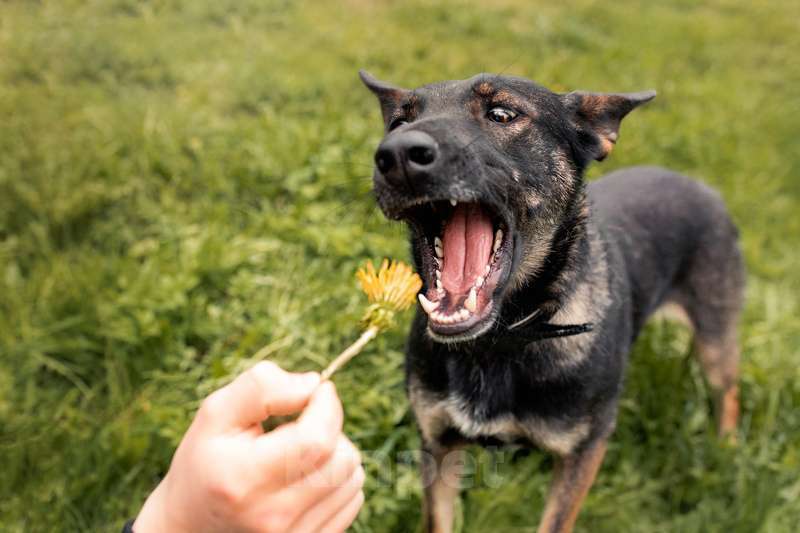 Собаки в Москве: Овчарка Глория в добрые руки Девочка, Бесплатно - фото 4