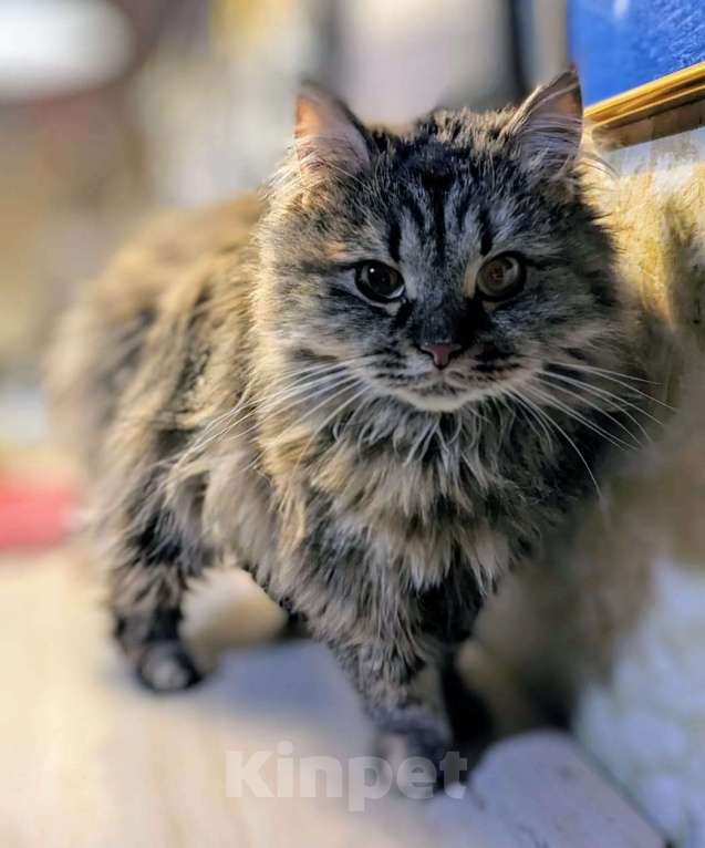 Кошки в Москве: Отдаем кошечку Бэмби в добрые руки. Девочка, Бесплатно - фото 5