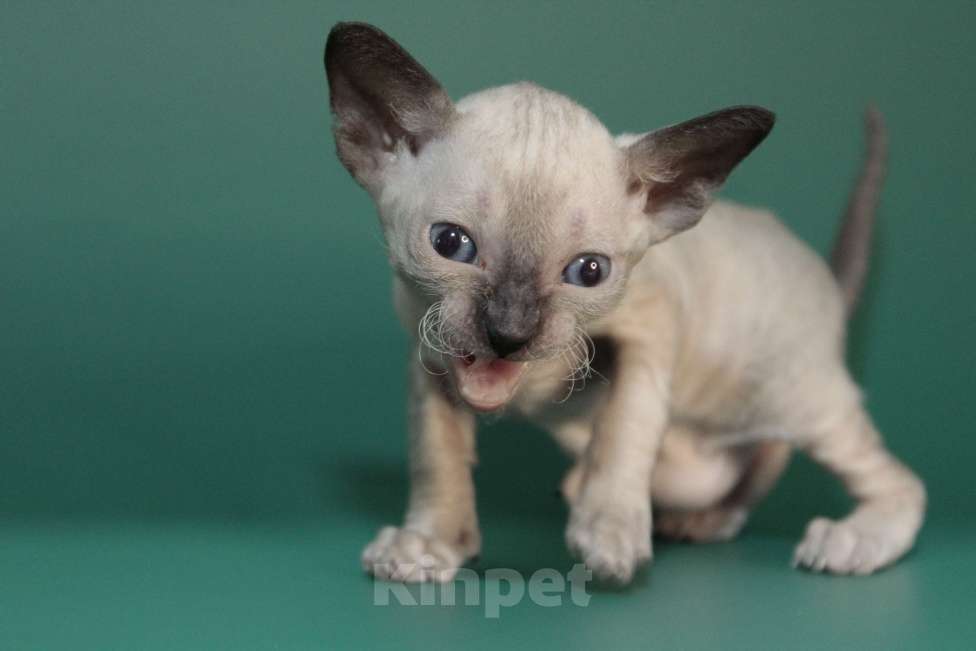 Кошки в Москве: Набира-ваше будущее счастье Девочка, 80 000 руб. - фото 2