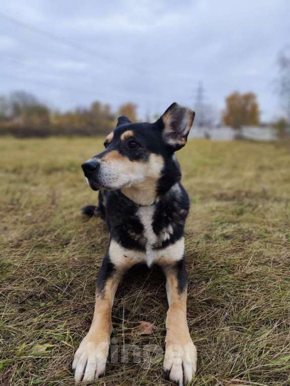 Собаки в Москве: Френки-пес над которым издевались Мальчик, Бесплатно - фото 6