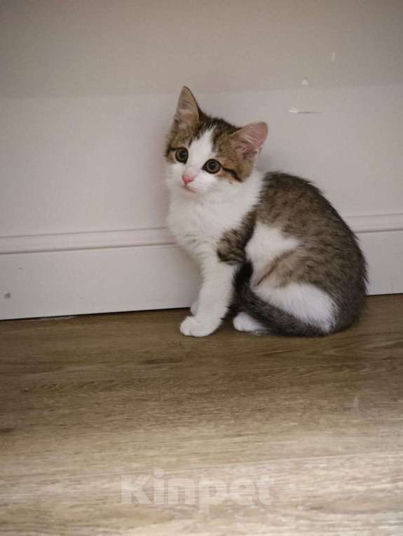 Кошки в Красногорске: Маленькая Мишель 1,5 месяца ждет родителей  Девочка, Бесплатно - фото 3