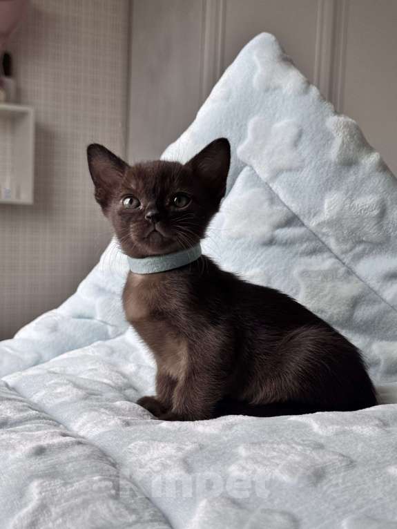 Кошки в Калининграде: Европейская бурма. Котята. Питомник Мальчик, 90 000 руб. - фото 3