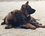 Собаки в Бронницах: Щенки немецкой овчарки Девочка, 40 000 руб. - фото 7