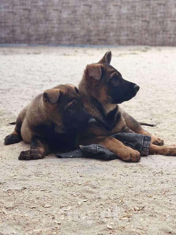 Собаки в Бронницах: Щенки немецкой овчарки Девочка, 40 000 руб. - фото 7