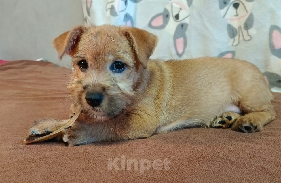 Собаки в Москве: Щенок Норвич терьера Девочка, 160 000 руб. - фото 2
