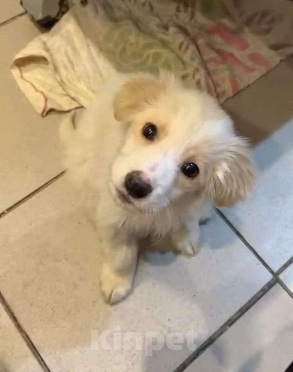 Собаки в Москве: Щенок в добрые руки! Мальчик, Бесплатно - фото 1