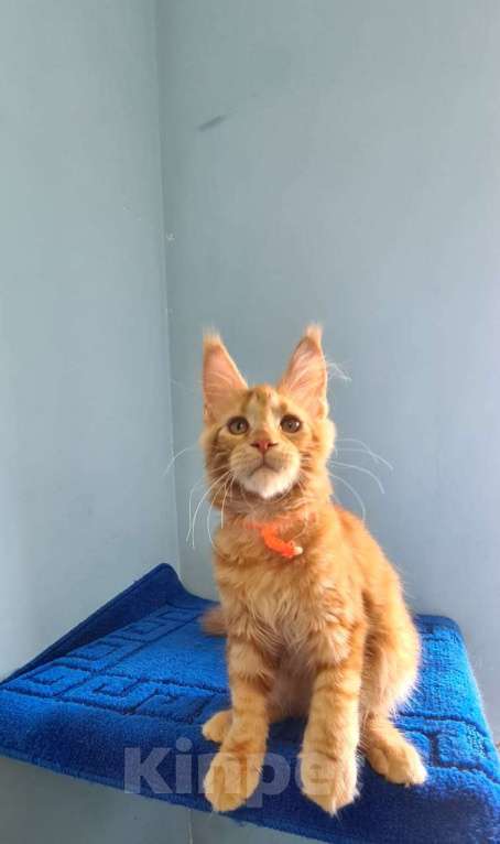 Кошки в Самаре: Котёнок породы Мейн-кун, MCO female Marsel Девочка, 40 000 руб. - фото 8