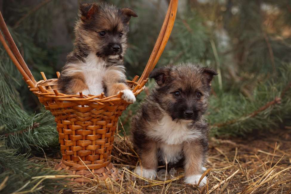 Собаки в Москве: щенок мелкаш Мимоза в добрые руки Девочка, Бесплатно - фото 8