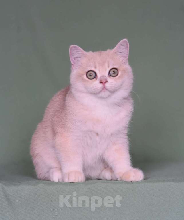 Кошки в Самаре: Кошечка Девочка, 150 000 руб. - фото 2