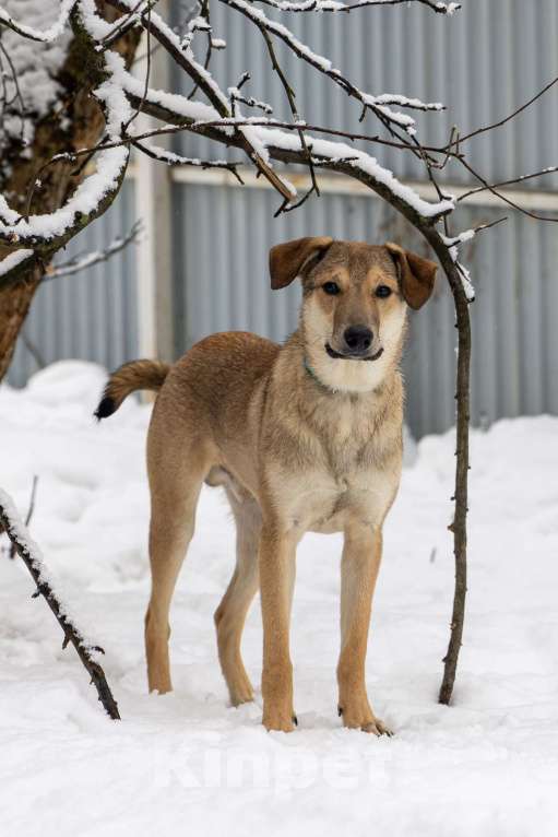 Собаки в Москве: Марсель в поиске надёжного дома Мальчик, Бесплатно - фото 10