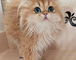 Кошки в Санкт-Петербурге: Золотой британец Мальчик, 20 000 руб. - фото 2