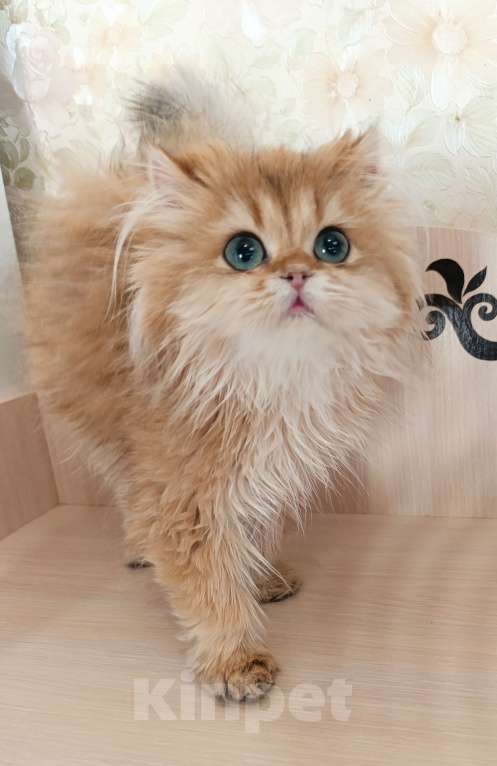 Кошки в Санкт-Петербурге: Золотой британец Мальчик, 20 000 руб. - фото 2