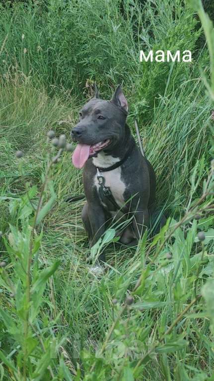 Собаки в Самаре: Щенки Амерeканcкого Стаффoрдширcкогo Tepьeра Мальчик, 40 000 руб. - фото 6