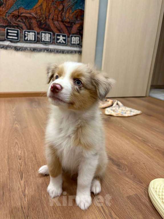 Собаки в других городах Ленинградской области: Мальчик красный мрамор  Мальчик, 60 000 руб. - фото 2