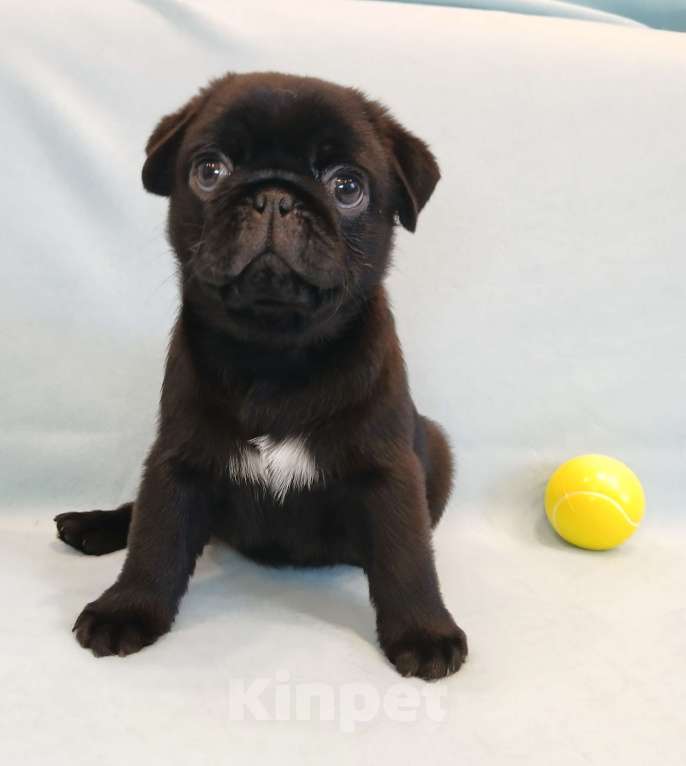 Собаки в Санкт-Петербурге: Щенок мопса Мальчик, 50 000 руб. - фото 3