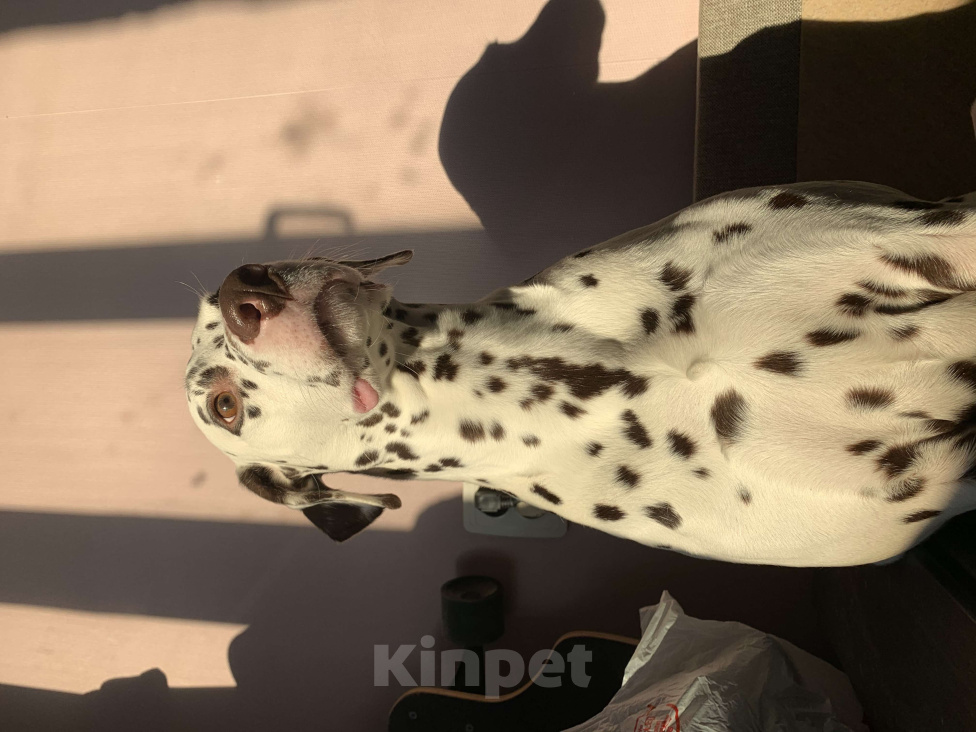 Собаки в Тутаеве: Далматинец в добрые руки Мальчик, 1 руб. - фото 1