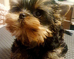Собаки в Москве: Щенок йоркширского терьера Мальчик, 55 000 руб. - фото 4