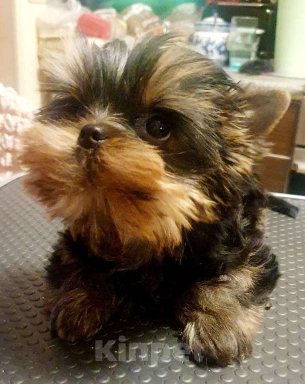 Собаки в Москве: Щенок йоркширского терьера Мальчик, 55 000 руб. - фото 4