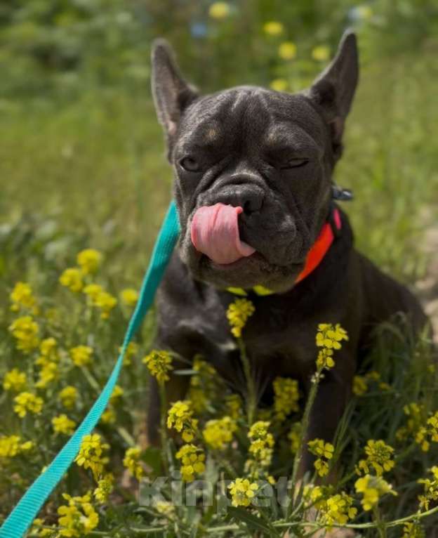 Собаки в Москве: щенки французского бульдога  девочка  Девочка, 55 000 руб. - фото 4