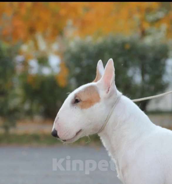 Собаки в Сургуте: Он готов подарить вам своё сердце!  Мальчик, 100 000 руб. - фото 5