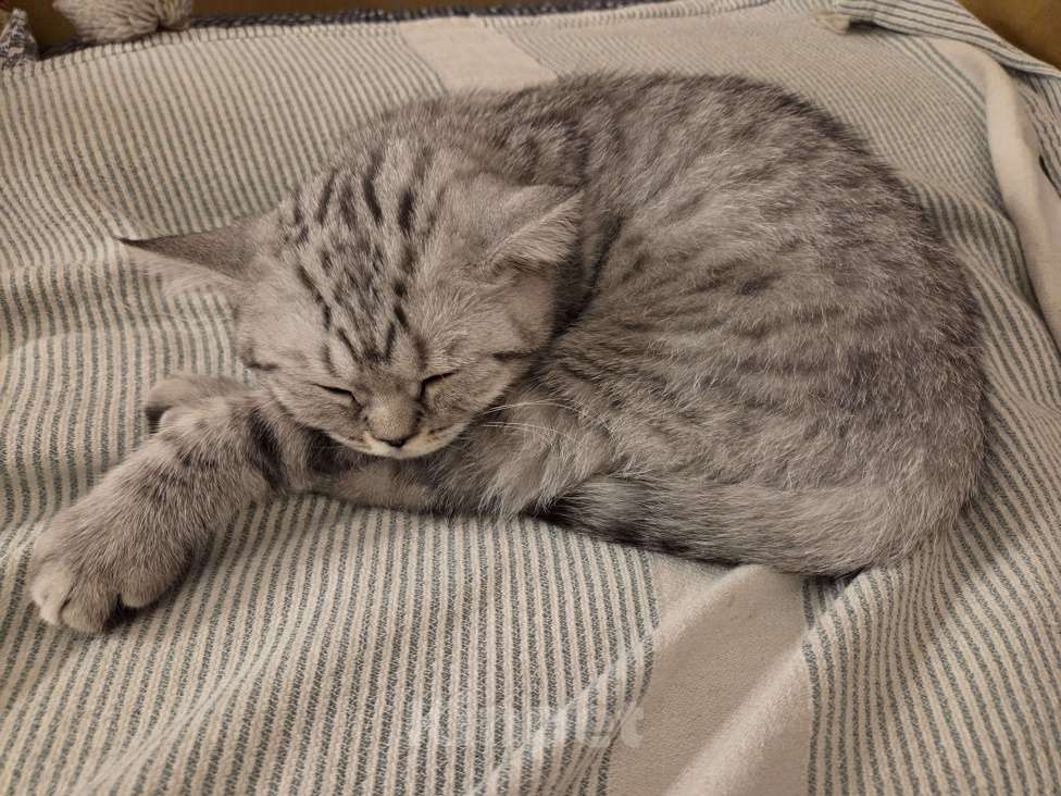 Кошки в Москве: Британский короткошёрстный котёнок Мальчик, 20 000 руб. - фото 1