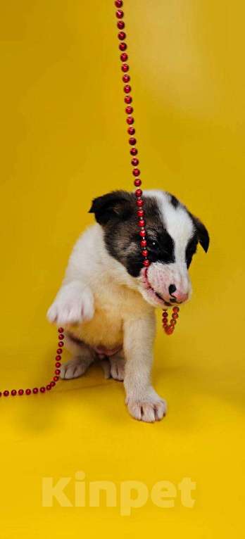 Собаки в других городах Московской области: Пинк Девочка, Бесплатно - фото 2