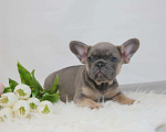 Собаки в Москве: щенки французского бульдога Мальчик, Бесплатно - фото 5