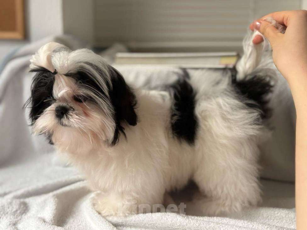 Собаки в Краснодаре: Щенок ши-тцу с родословной. Щенки ши-тсу Девочка, 35 990 руб. - фото 5