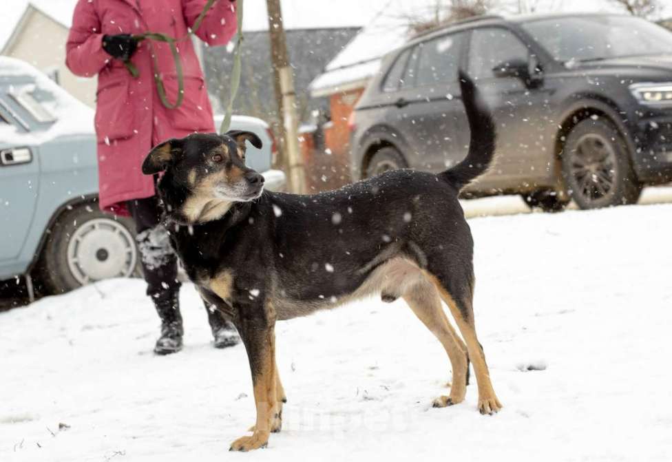 Собаки в Тамбове: Клинт в поиске... Вас? Мальчик, Бесплатно - фото 3
