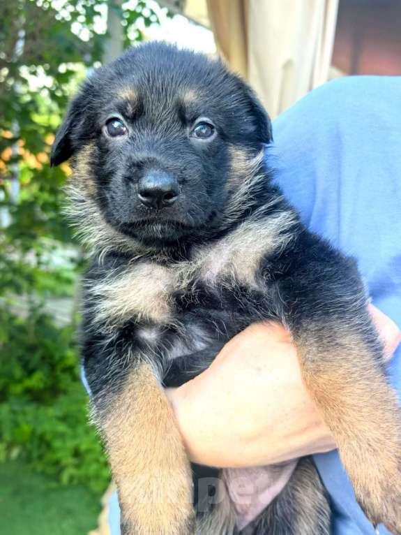 Собаки в других городах Московской области: Щенки немецкой овчарки  Мальчик, 15 000 руб. - фото 2