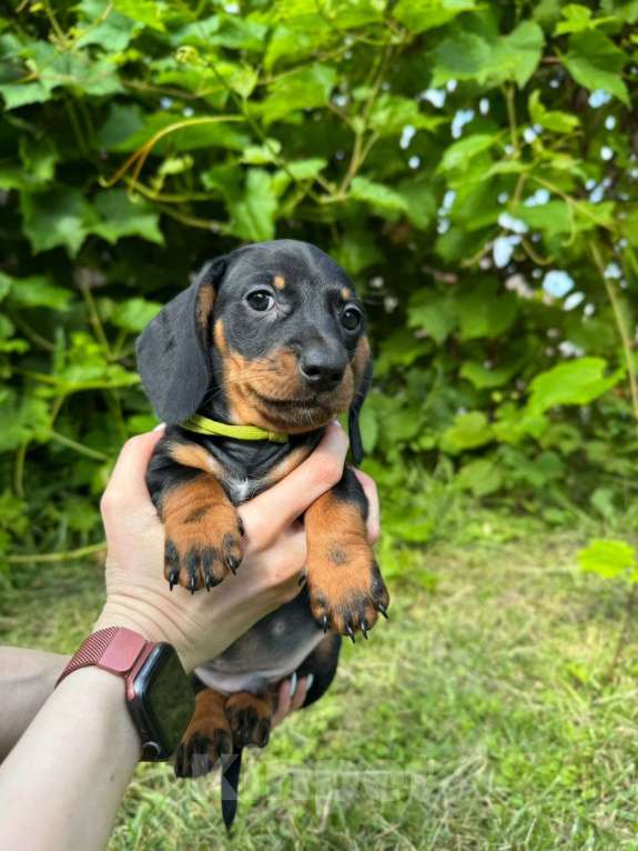 Собаки в Москве: Малышарики  Мальчик, 25 000 руб. - фото 4