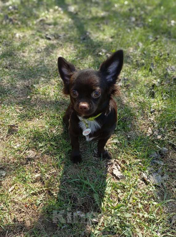 Собаки в Москве: Мальчик чихуахуа 9 мес. Окрас шоколад д/ш Мальчик, 35 000 руб. - фото 7