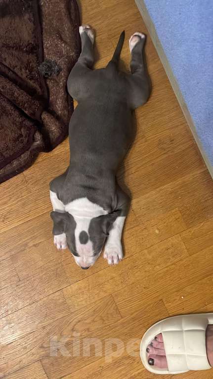 Собаки в Балашихе: Ильич Мальчик, Бесплатно - фото 2