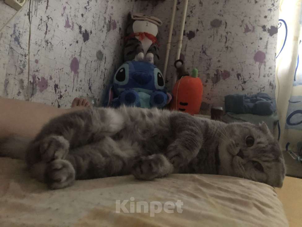 Кошки в Перми: Кот  Мальчик, Бесплатно - фото 1