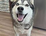 Собаки в Уфе: Потерялась девочка Хаски по кличке Дана, очень тактильная Девочка, Бесплатно - фото 1