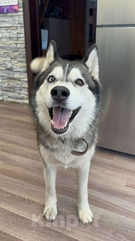 Собаки в Уфе: Потерялась девочка Хаски по кличке Дана, очень тактильная Девочка, Бесплатно - фото 1