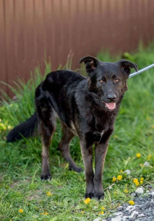 Собаки в Москве: Ник Мальчик, Бесплатно - фото 5