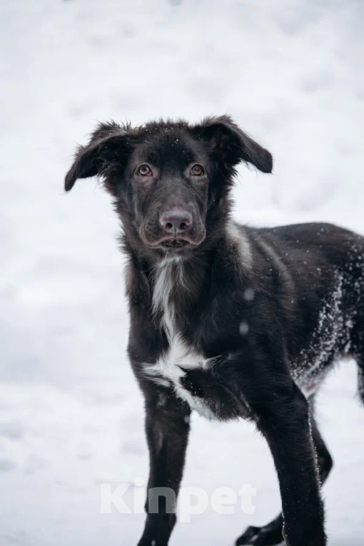 Собаки в Видном: Щенок Чип ищет дом Мальчик, Бесплатно - фото 3