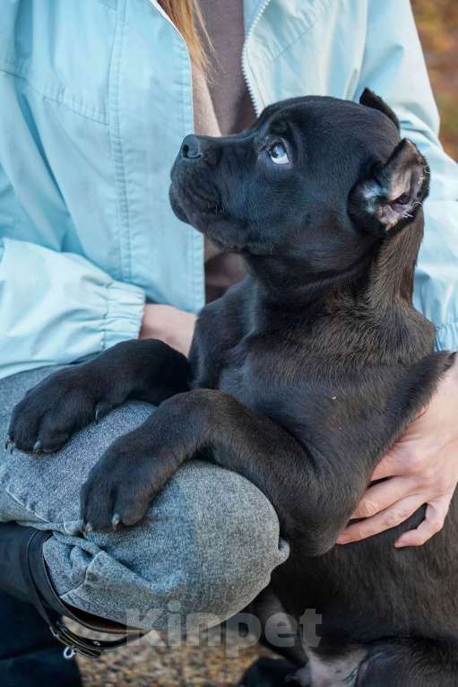 Собаки в Москве: Великолепный мальчик Кане Корсо Мальчик, 80 000 руб. - фото 3