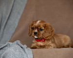 Собаки в Тарусе: Девочка Кавалер Кинг Чарльз Спаниель Девочка, 65 000 руб. - фото 3