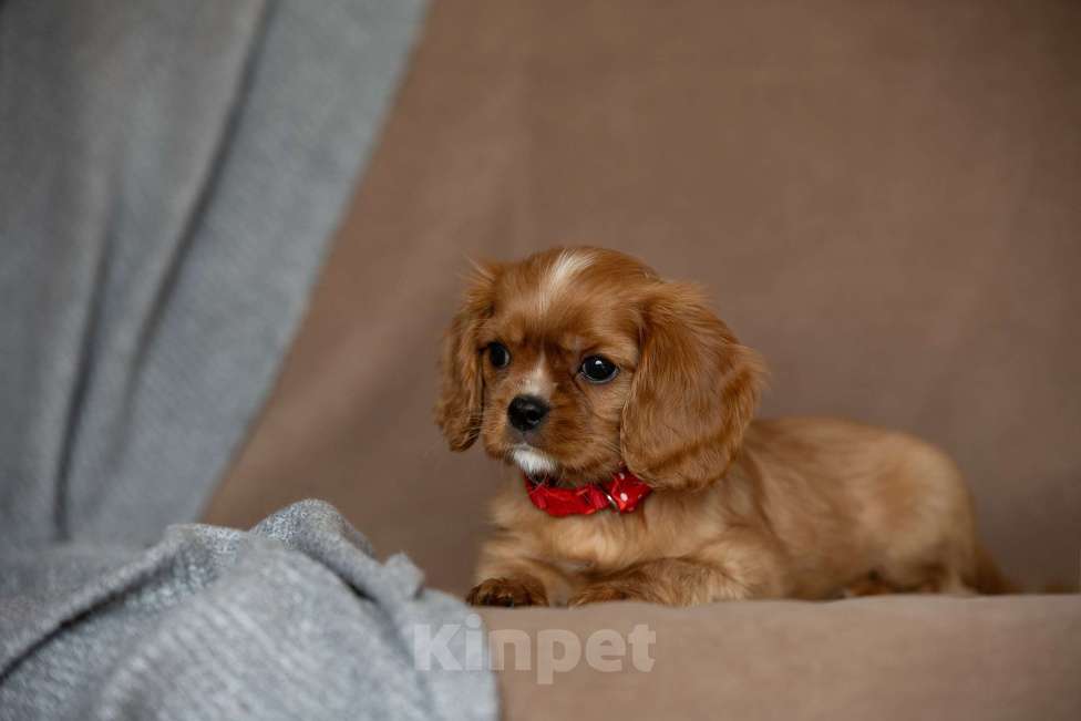 Собаки в Тарусе: Девочка Кавалер Кинг Чарльз Спаниель Девочка, 65 000 руб. - фото 3