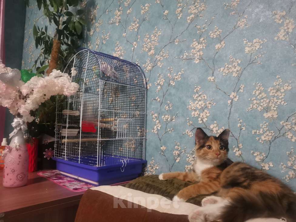 Кошки в Калтане: Две трехшерстные сестрички, в добрые руки. Девочка, Бесплатно - фото 3