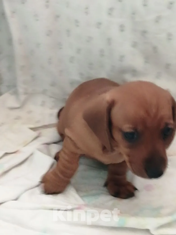 Собаки в Хабаровске: щенок таксы Девочка, 15 000 руб. - фото 2