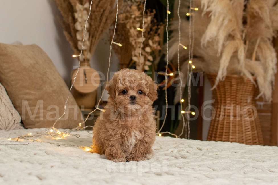 Собаки в Ростове-на-Дону: Щенок мальтипу f1 Мальчик, 100 000 руб. - фото 2