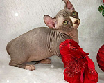 Кошки в Екатеринбурге: Канадский сфинкс котенок двэльф  Мальчик, 90 000 руб. - фото 5