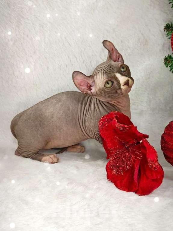 Кошки в Екатеринбурге: Канадский сфинкс котенок двэльф  Мальчик, 90 000 руб. - фото 5
