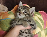 Кошки в Томске: Котёнок в добрые руки Девочка, Бесплатно - фото 4