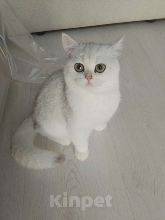 Кошки в Москве: Британская девочка шиншила серебро Девочка, 60 000 руб. - фото 3